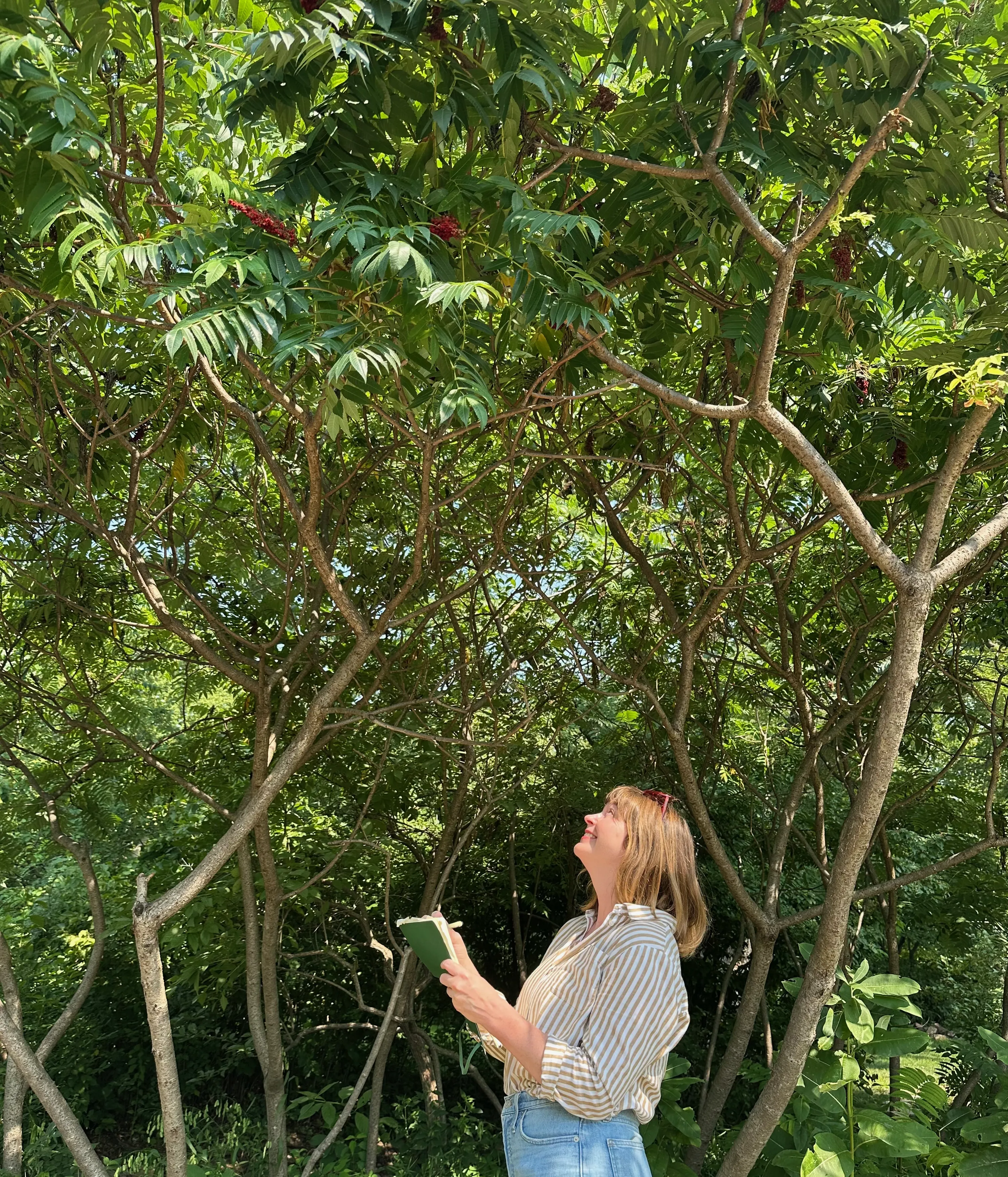 Favorite Shrub Sumac