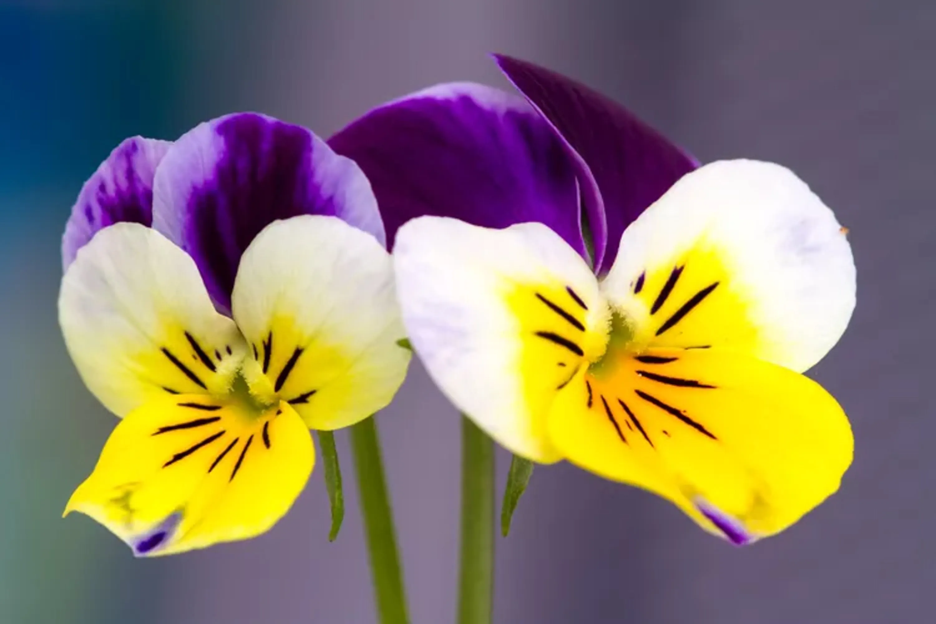 Colorful flowers pansy lead getty 0723 6d21ab3c214140c3851aa05f110b7a6b copy