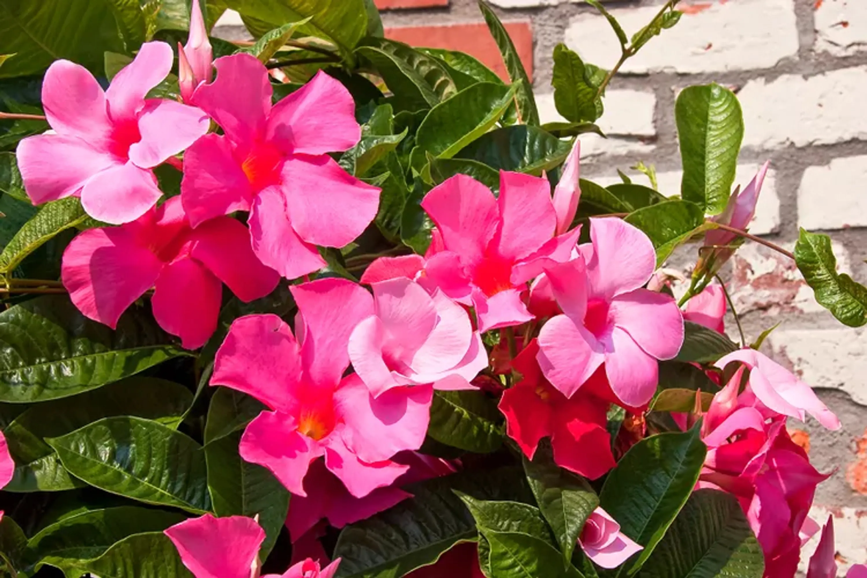 04 Mandevilla colorful flowers pink madevilla getty 0723 58cc37e894694fa9972100bb264947e5 copy