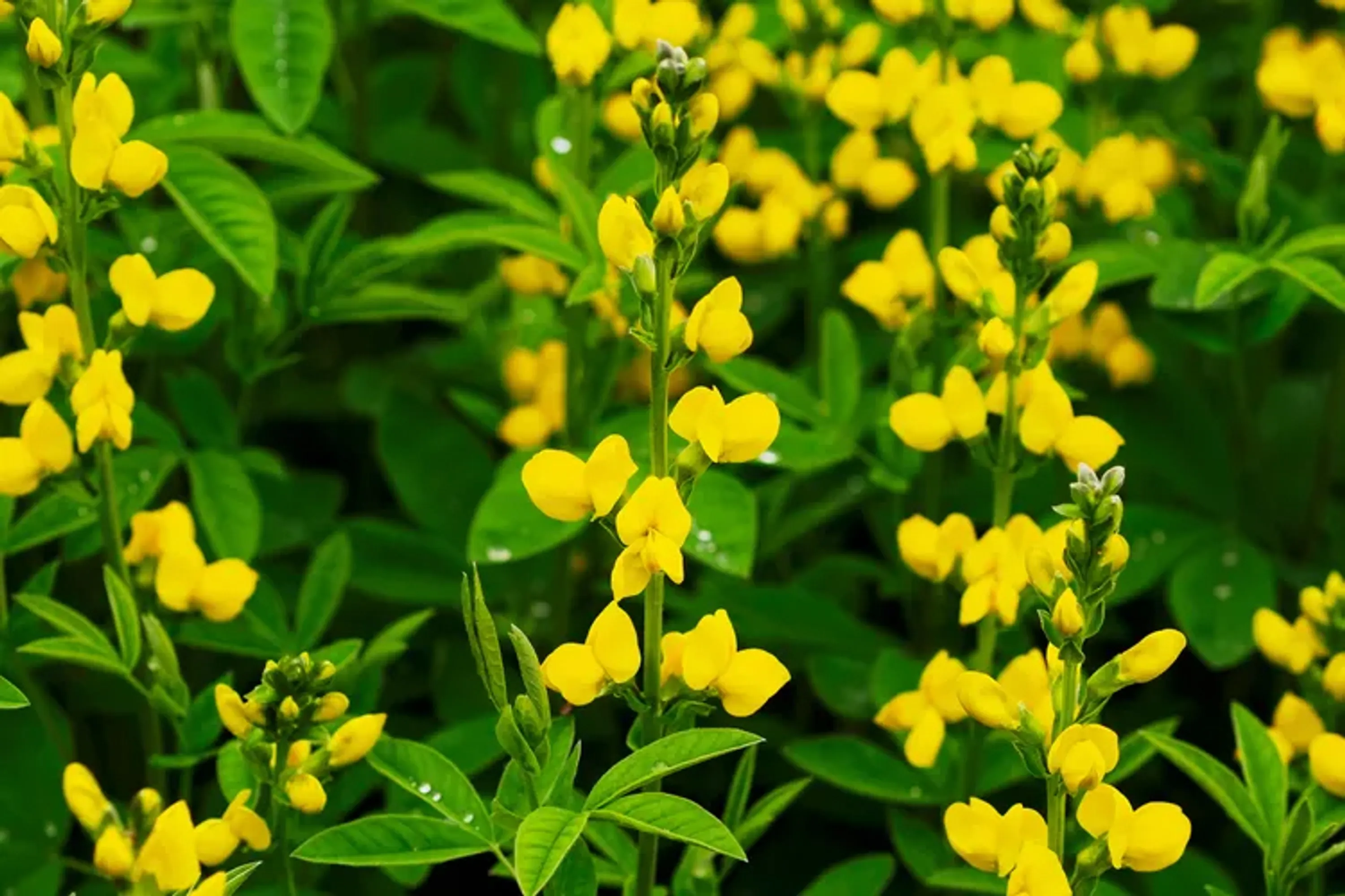 05 False Indigo colorful flowers false indigo getty 0723 3eb8b7b5f9f24a7ab10d84870cf2f183 copy