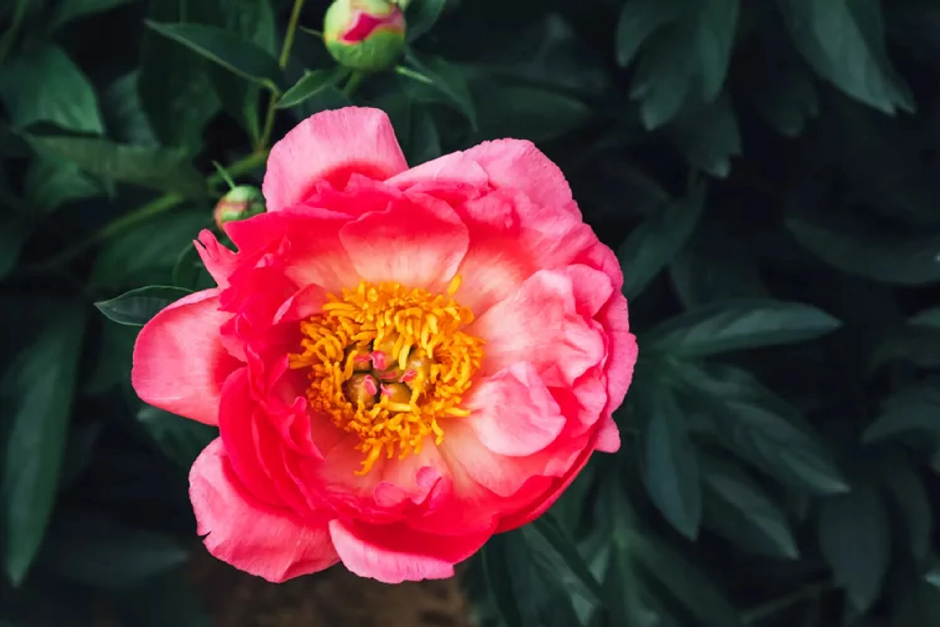 06 Coral Charm Peony colorful flowers coral charm peony getty 0723 689d79a7c5ef4988b8c4bb27dd387251 copy