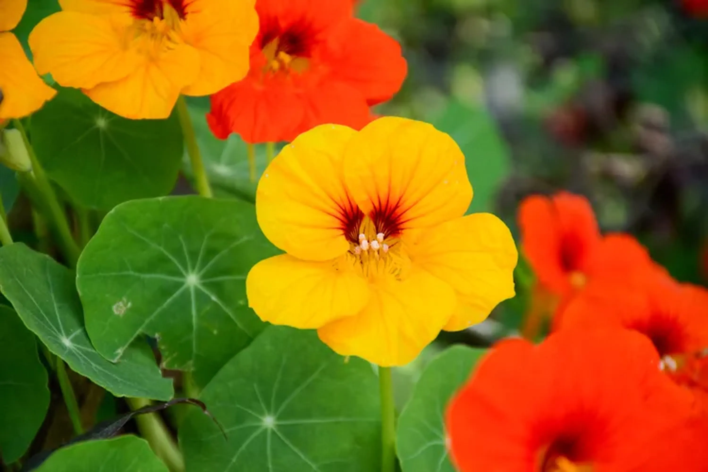 010 Nasturtium