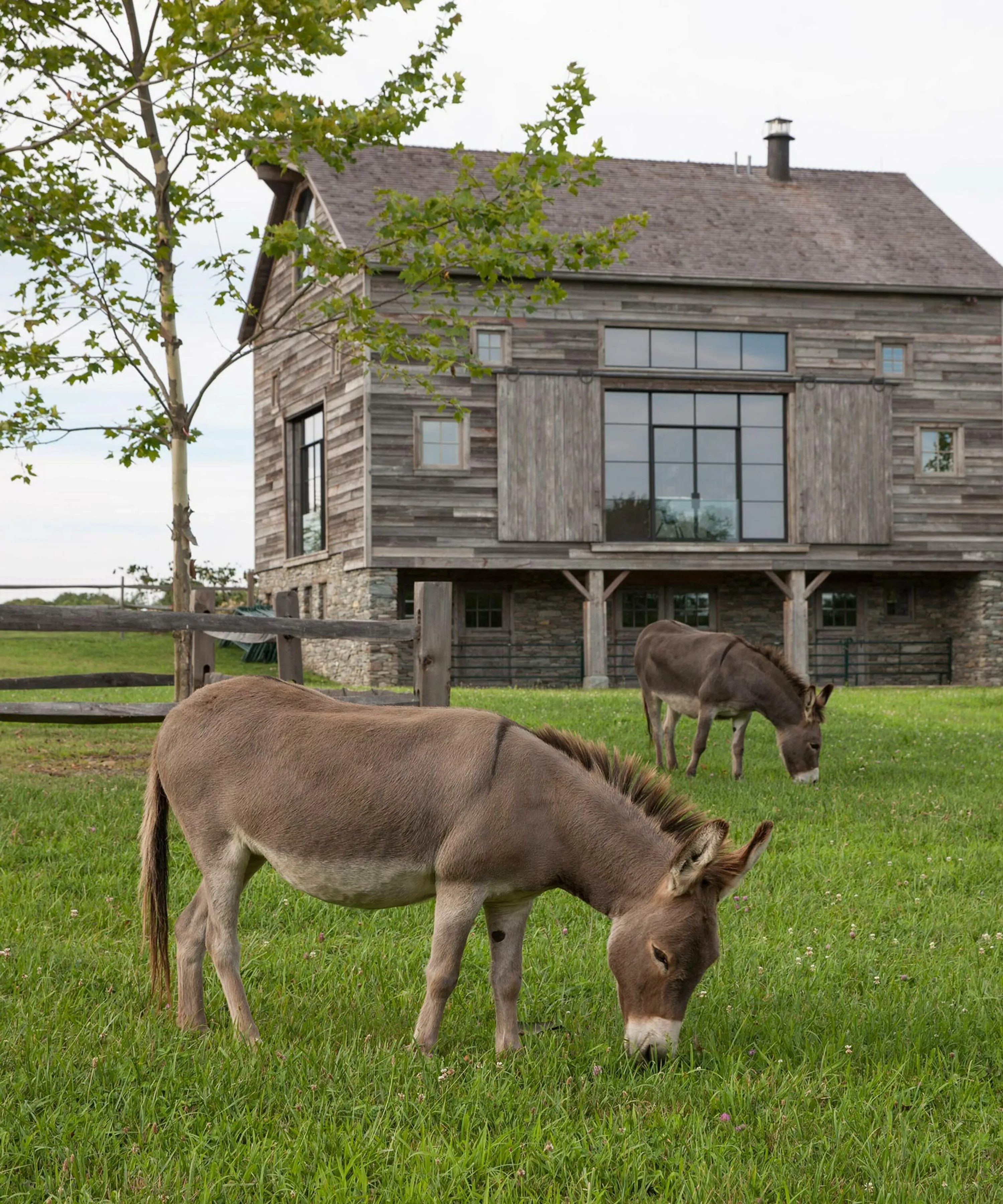 11 B donkey vanbeuren hoerrschaudt