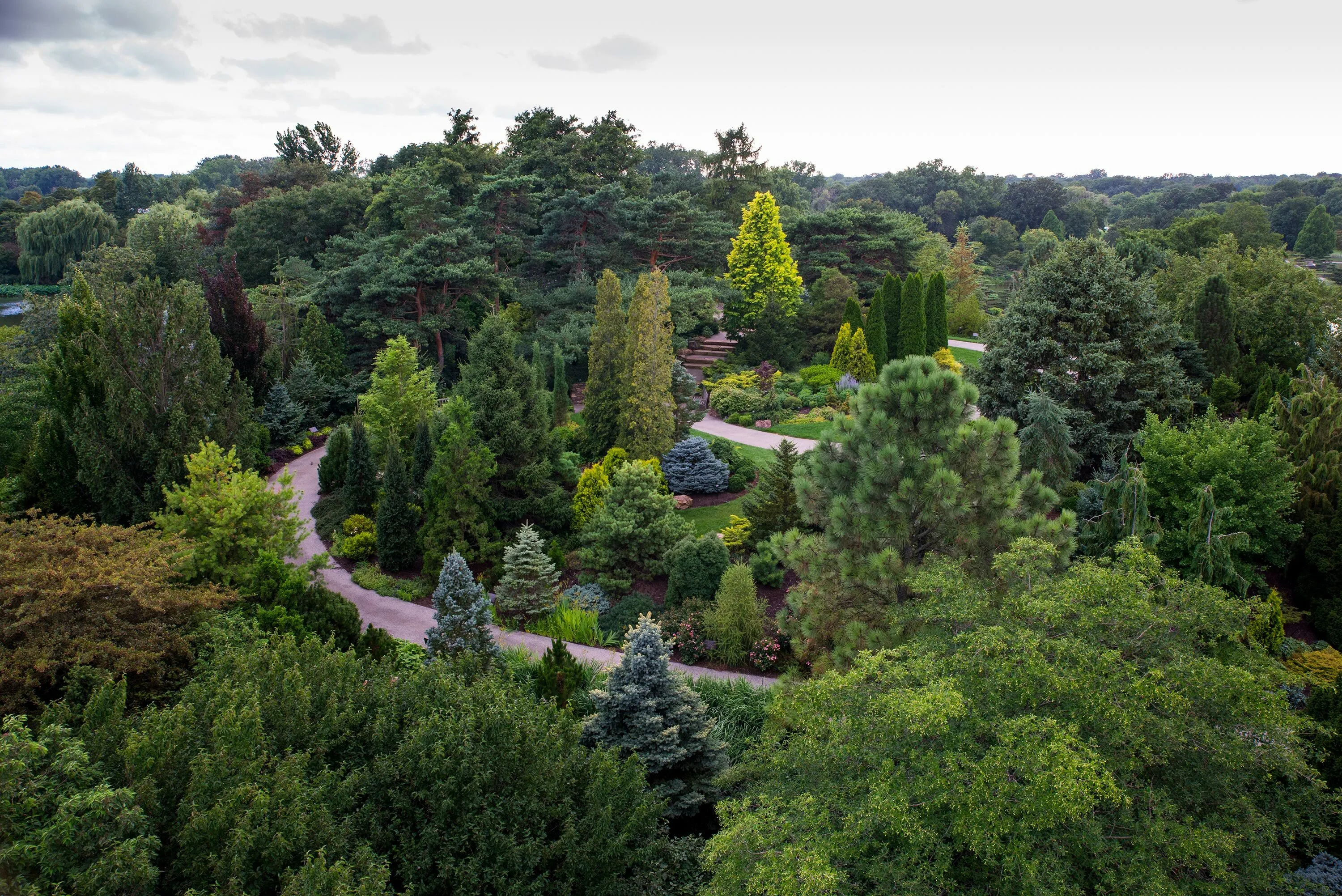 1 drone path trees cbg dwarf conifer garden hoerrschaudt