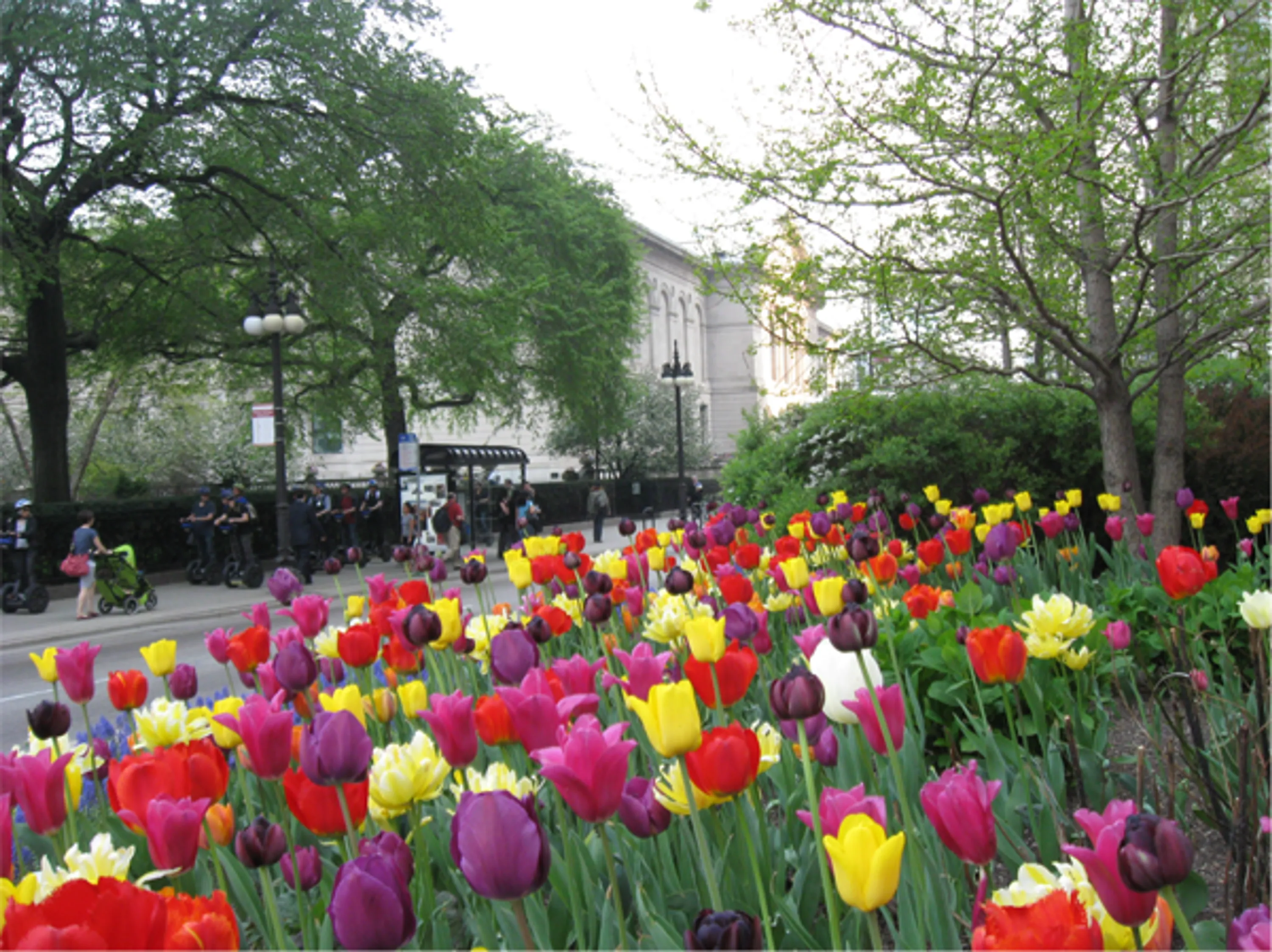 1 michigan avenue tulips blooming michigan avenue tulips blog hoerrschaudt