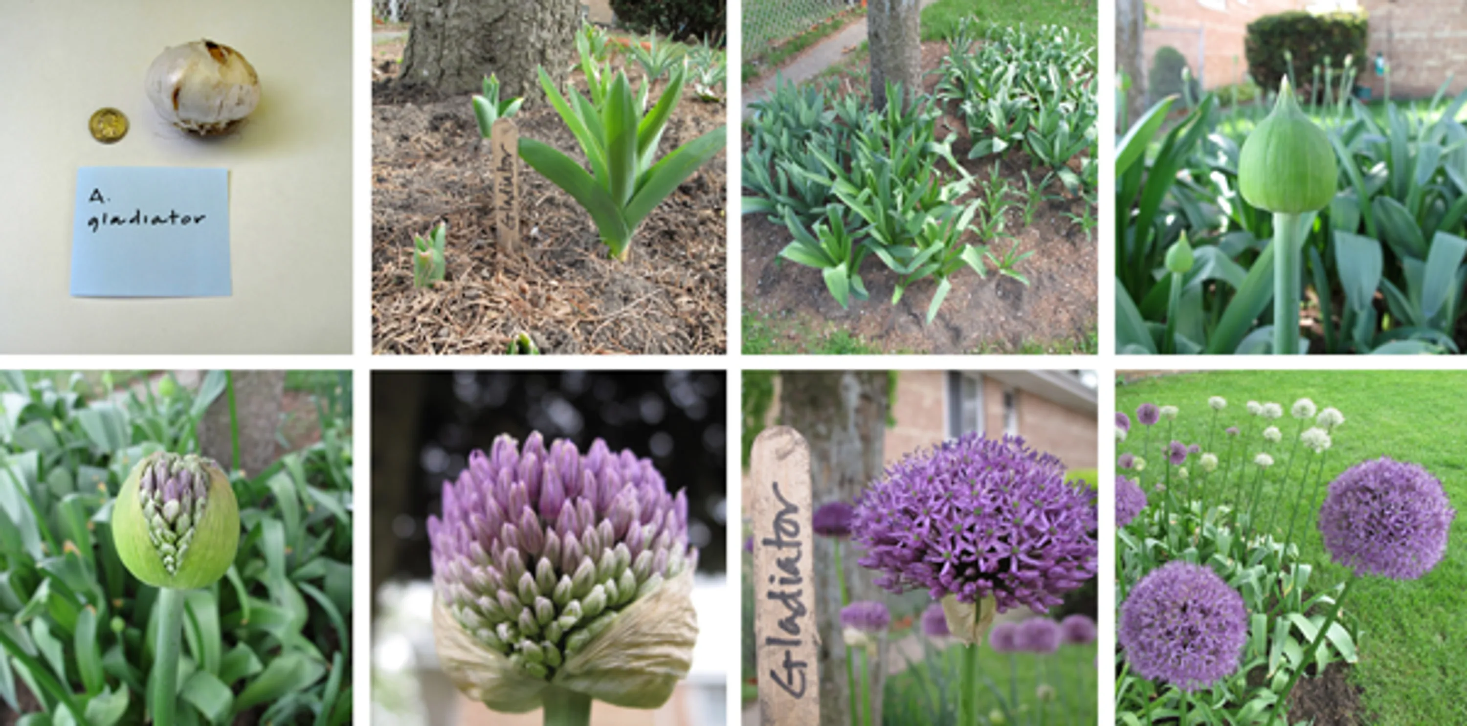 1 photo grid allium life cycle allium obsession blog hoerrschaudt