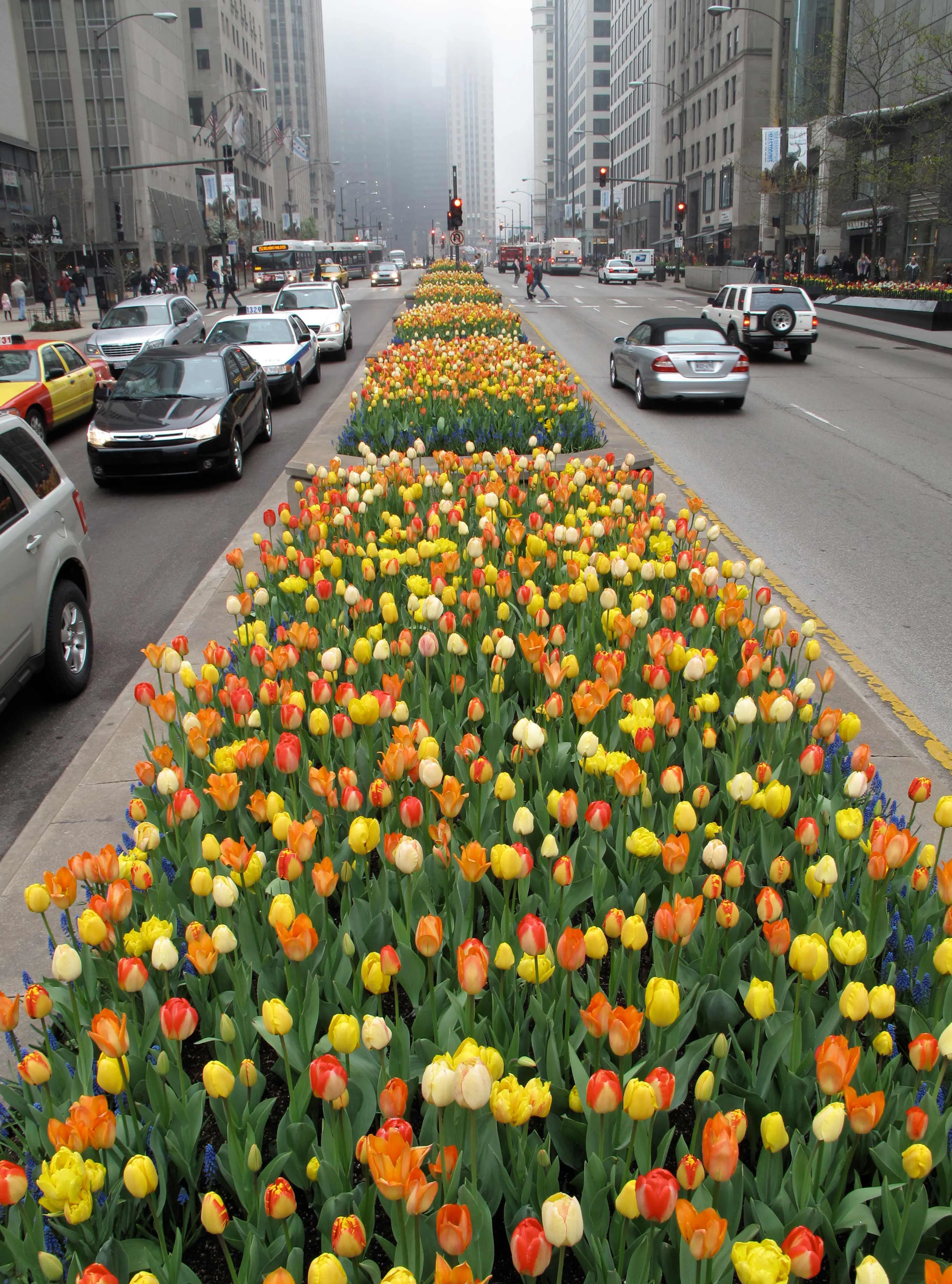 2 B after median tulips michigan ave hoerrschaudt