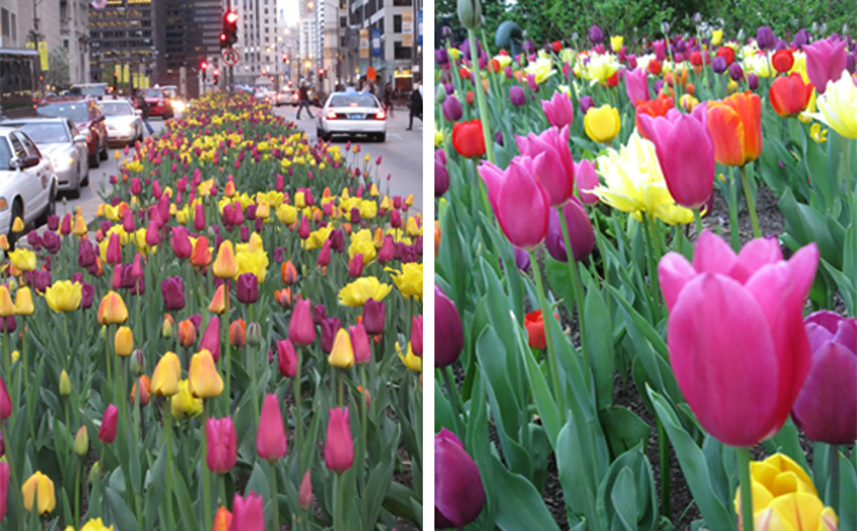 2 closeup tulips blooming city michigan avenue tulips blog hoerrschaudt