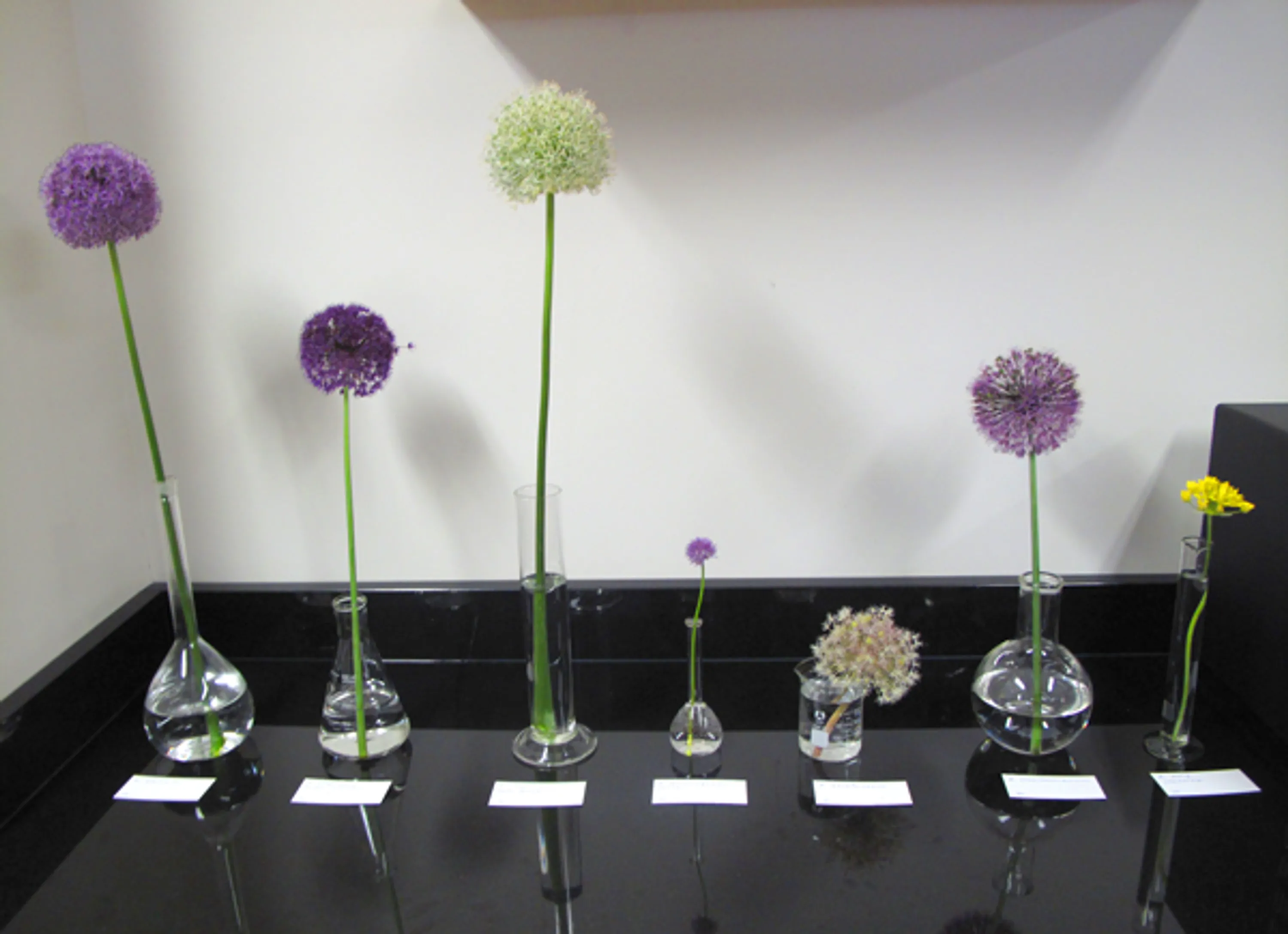 2 first row allium flowers allium obsession blog hoerrschaudt