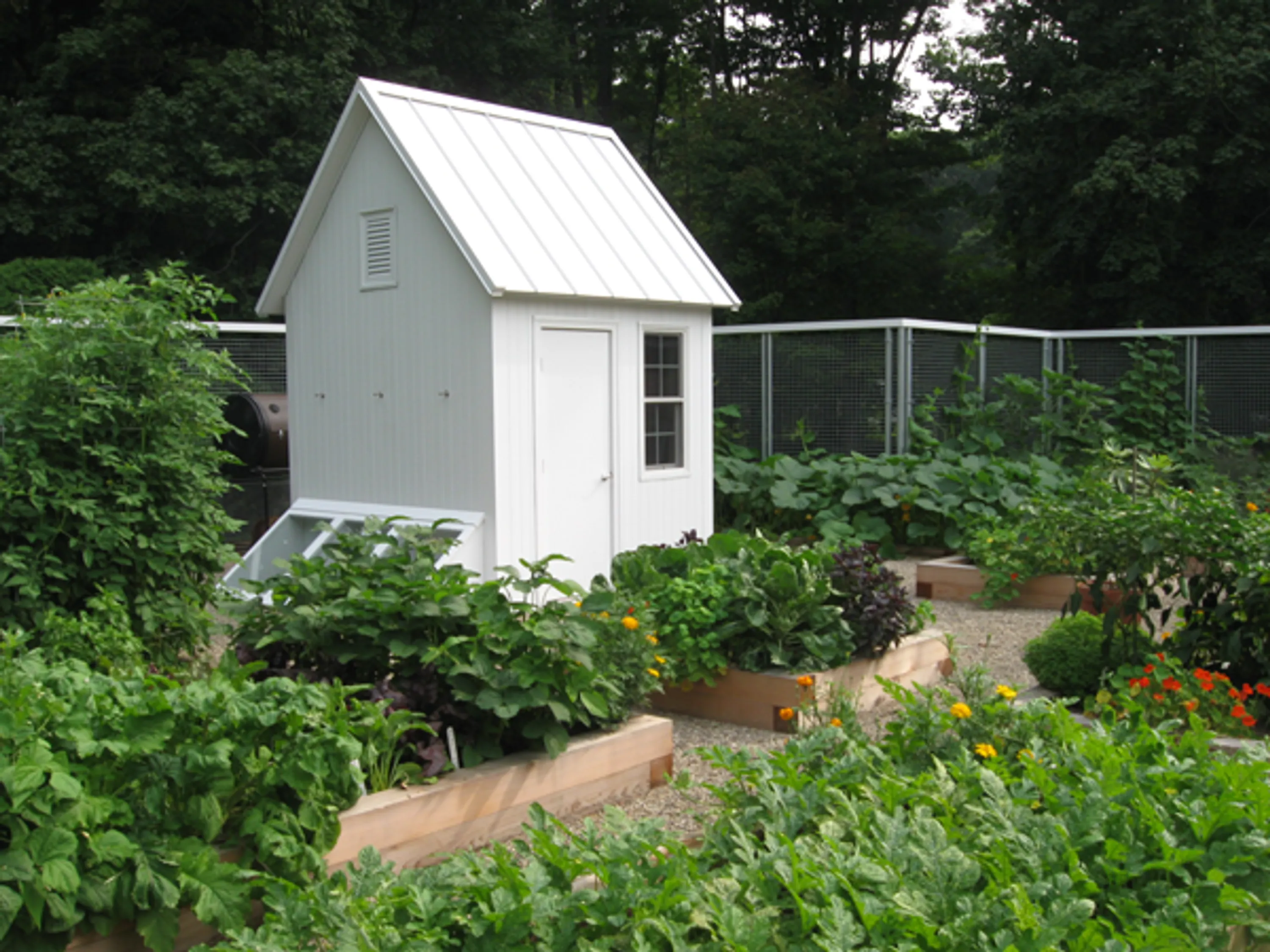 2 organic veggie garden in bloom