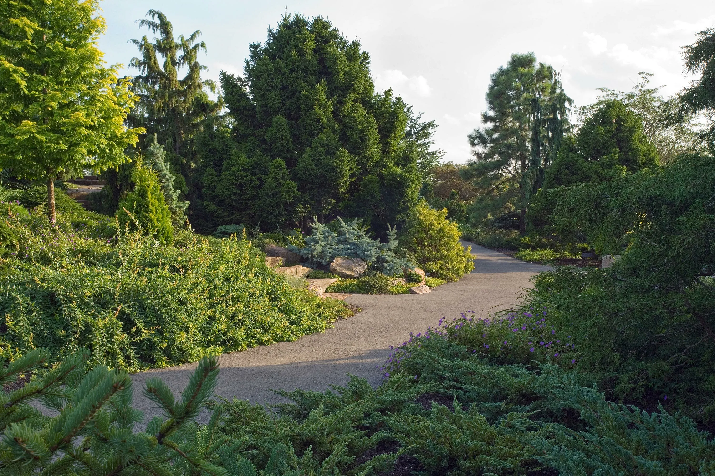 2 path stairs trees cbg dwarf conifer garden hoerrschaudt