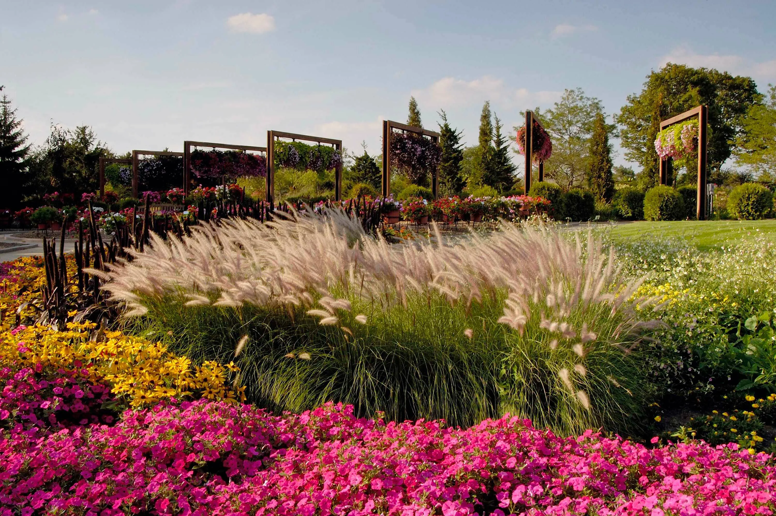 2 pink flowers tall grass ball seed hoerrschaudt