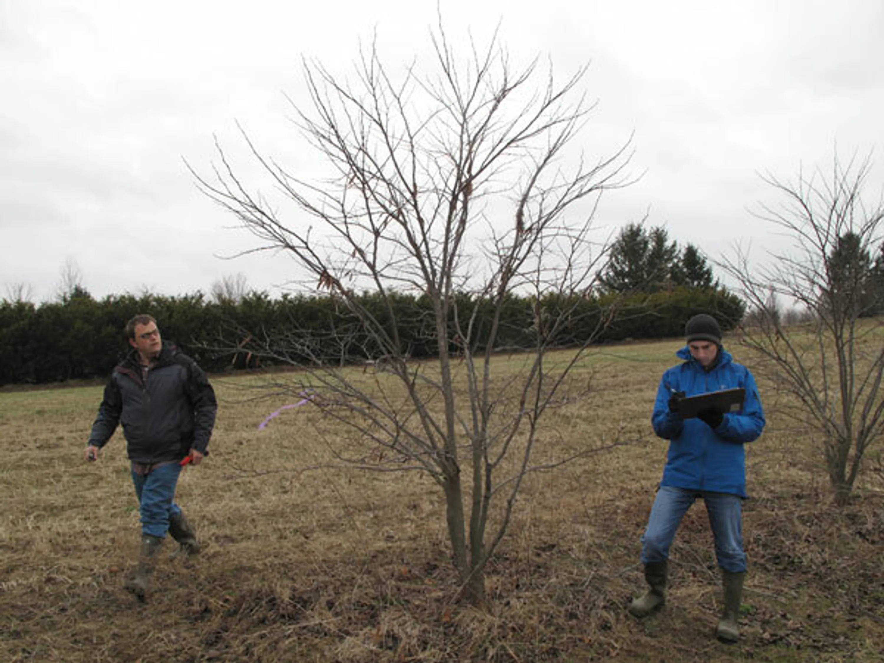 5 john nursery rep tree spring like no other blog hoerrschaudt