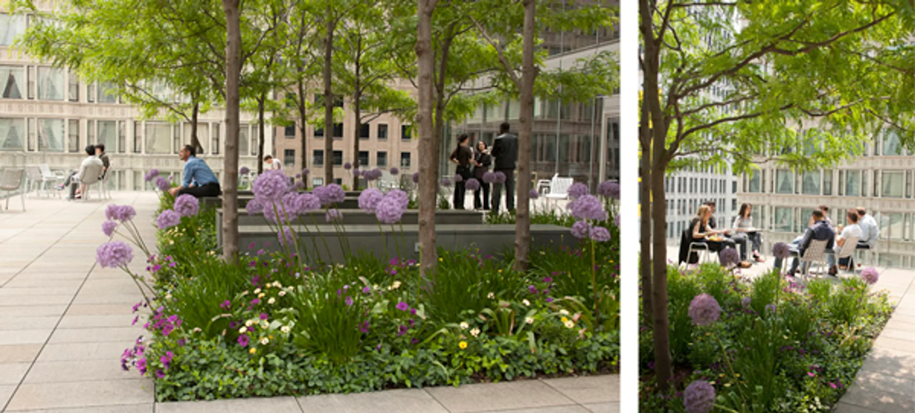 5 morningstar people flowers purple seating notes on landscape design blog hoerrschaudt