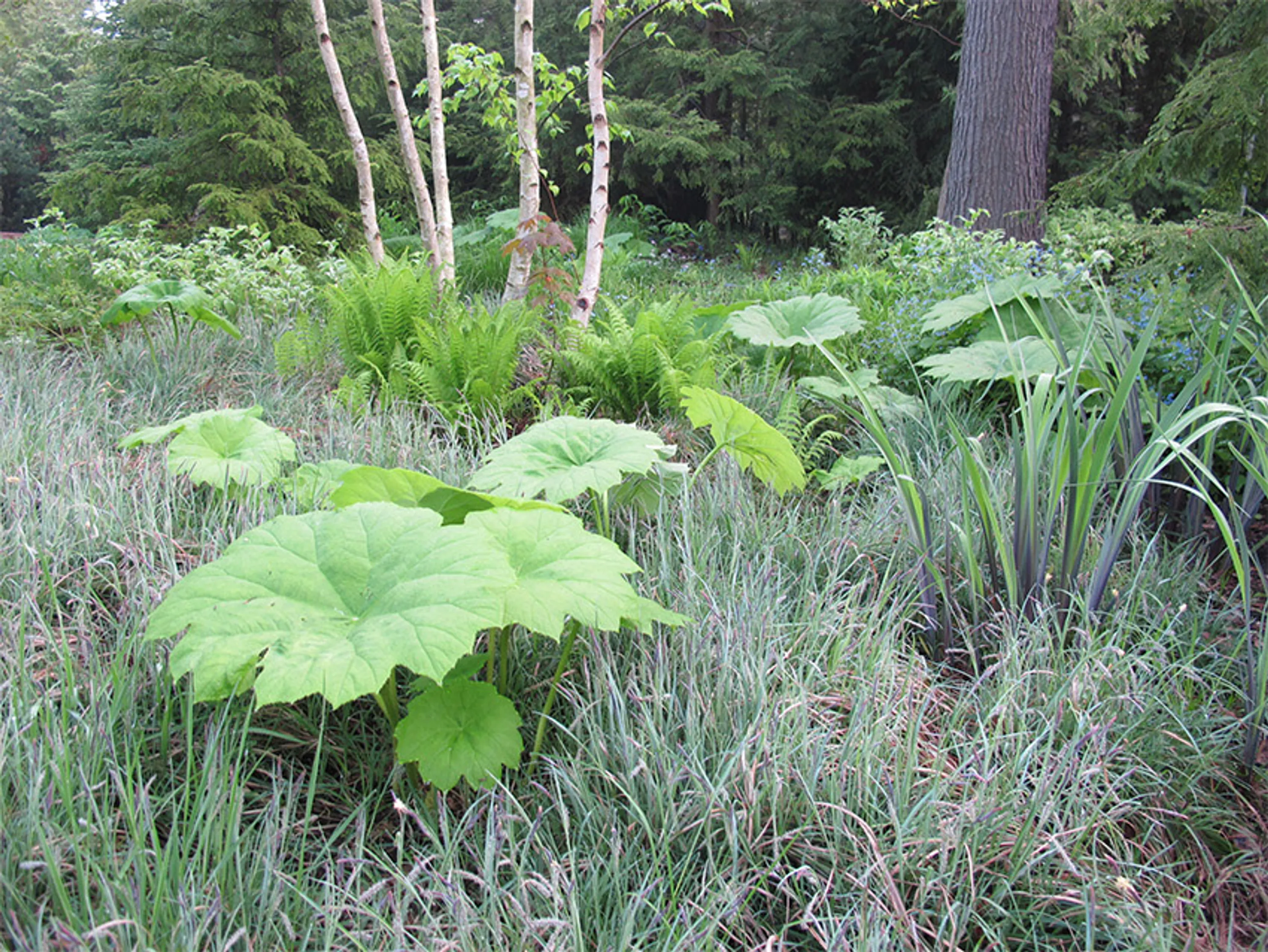 6 foliage plant color tips for shade garden blog hoerrschaudt