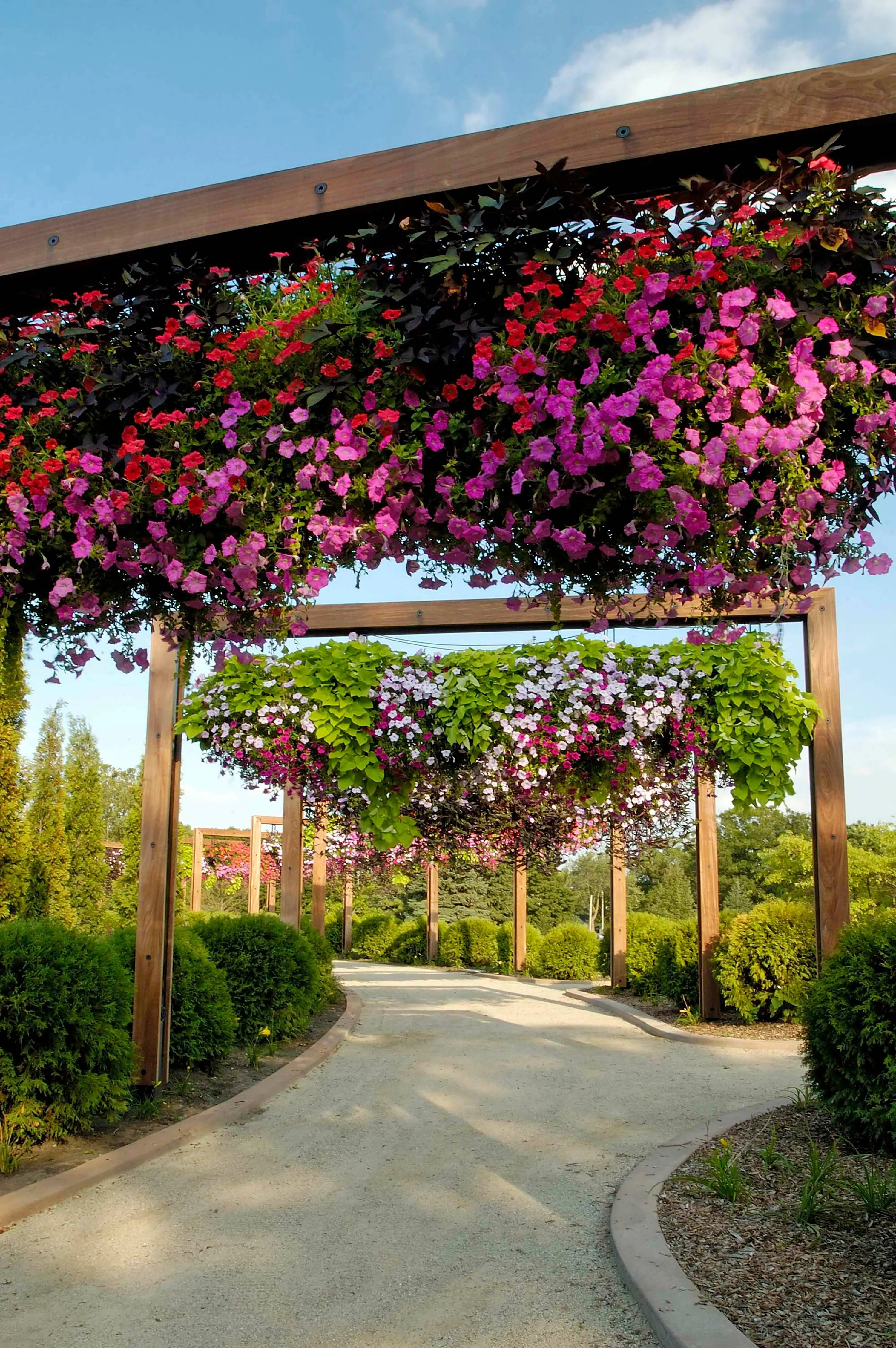 6 A hanging pink flowers ball seed hoerrschaudt