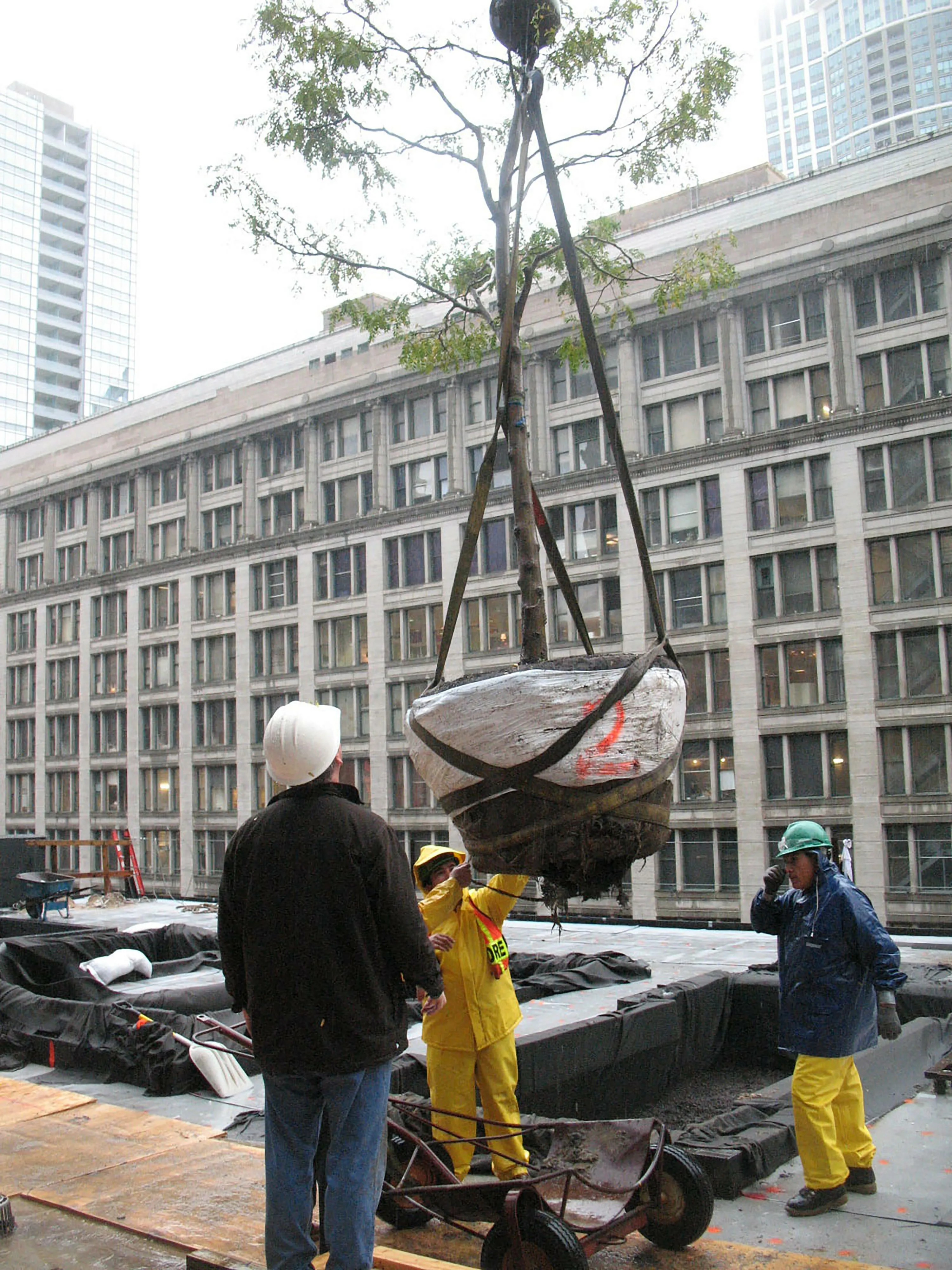 6 B tree crane people morningstarinc hoerrschaudt