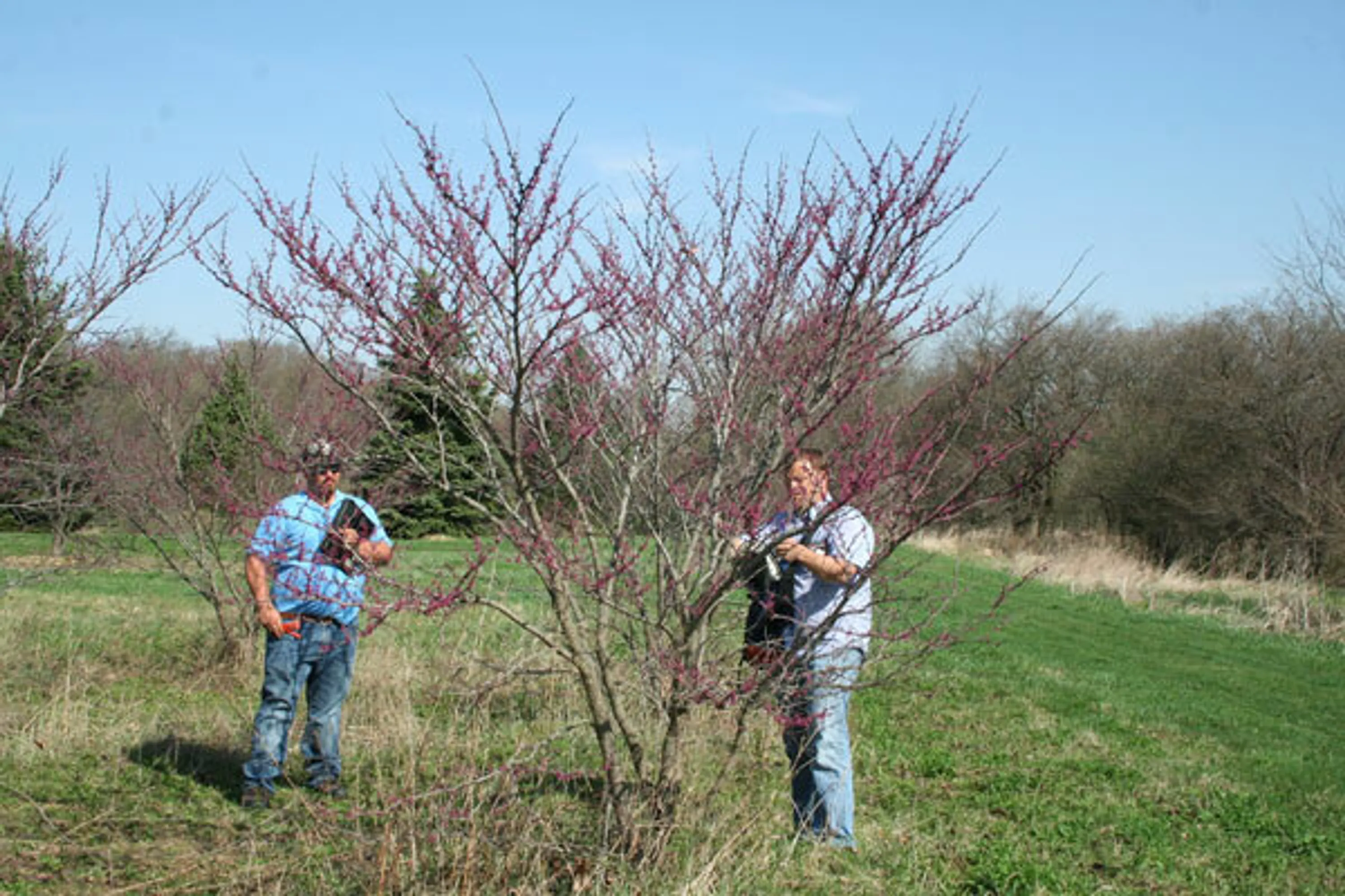 6 budding tree spring like no other blog hoerrschaudt