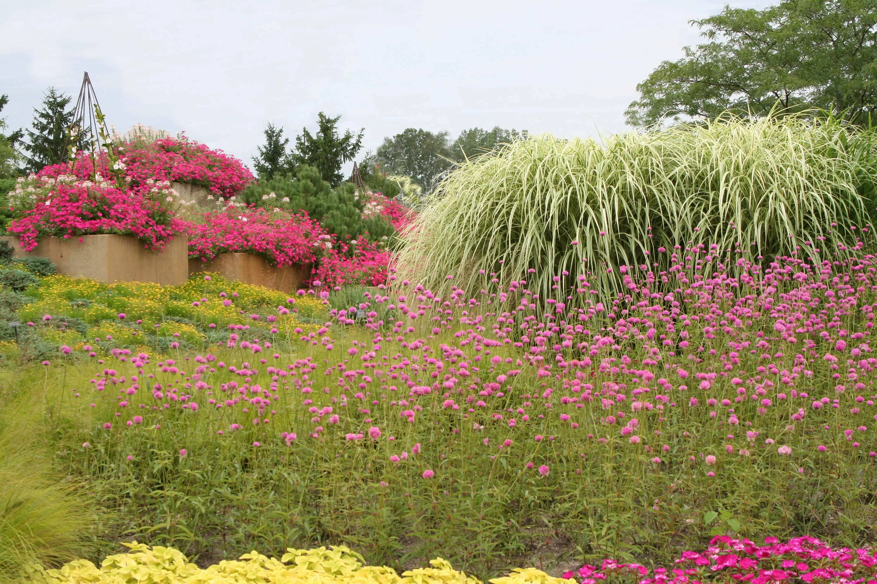 7 flower hill pink green ball seed hoerrschaudt