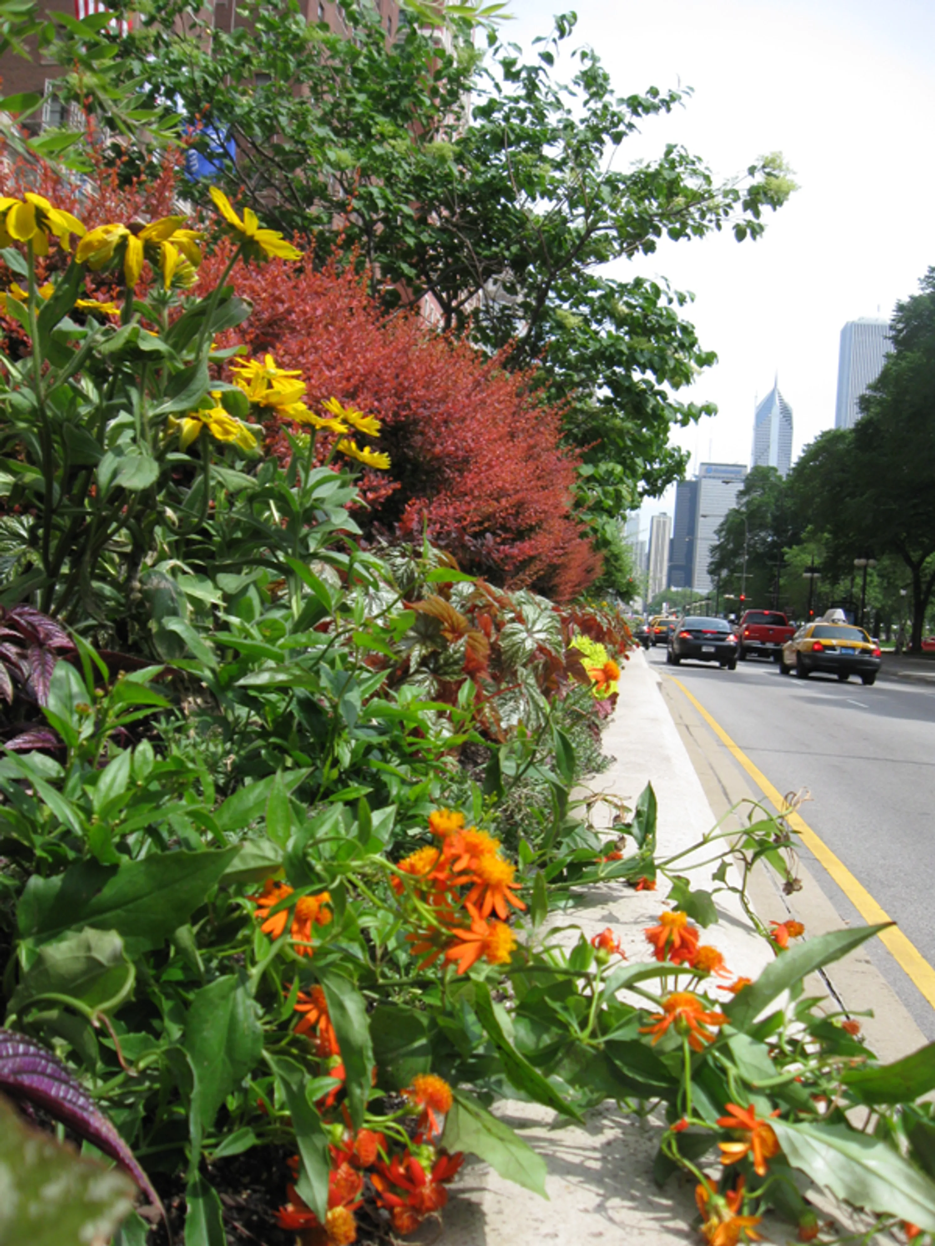 7 median flower closeups michigan avenue the garden in the street blog hoerrschaudt