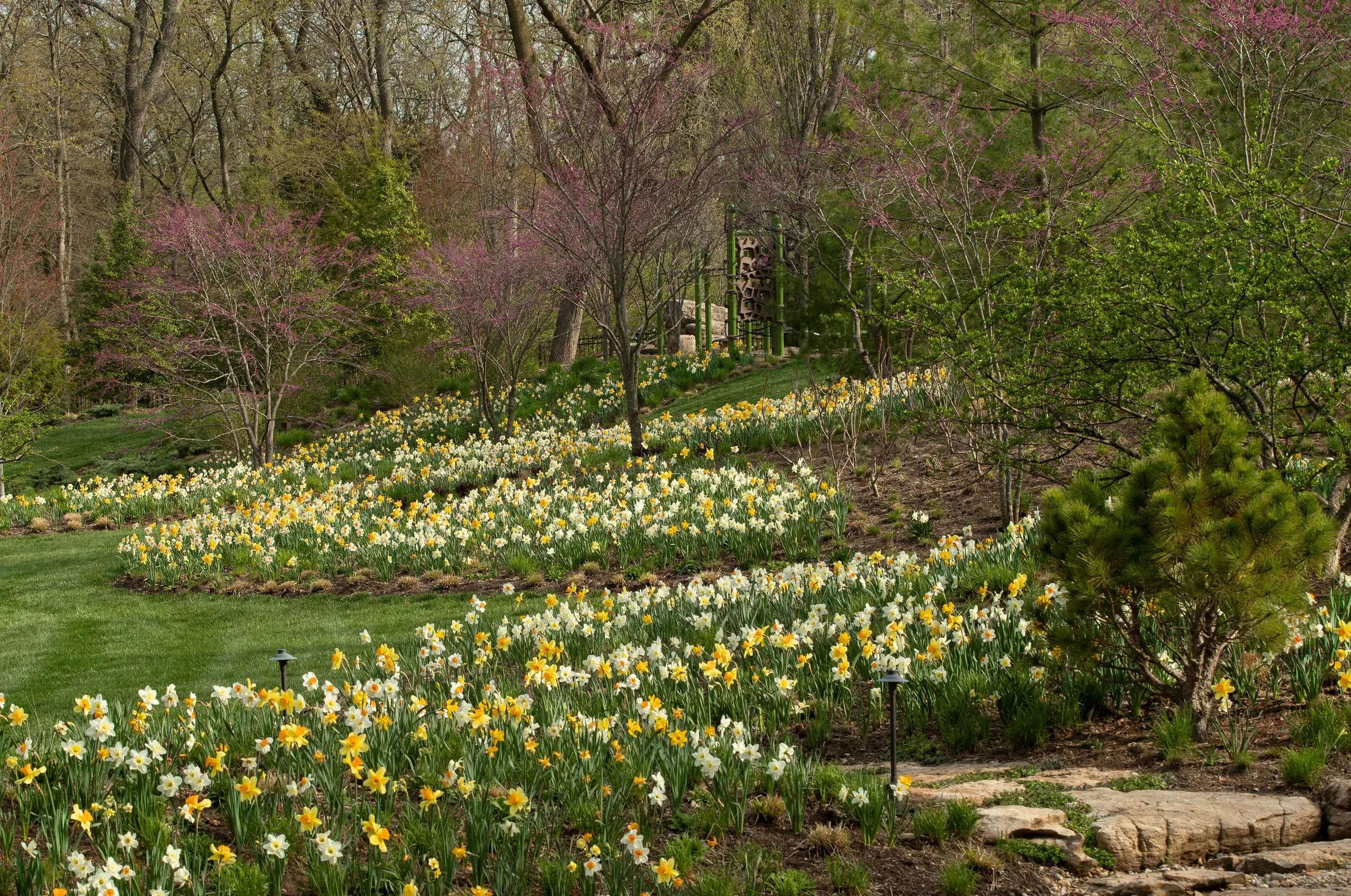 8 B spring daffodilwoodland edge hoerrschaudt