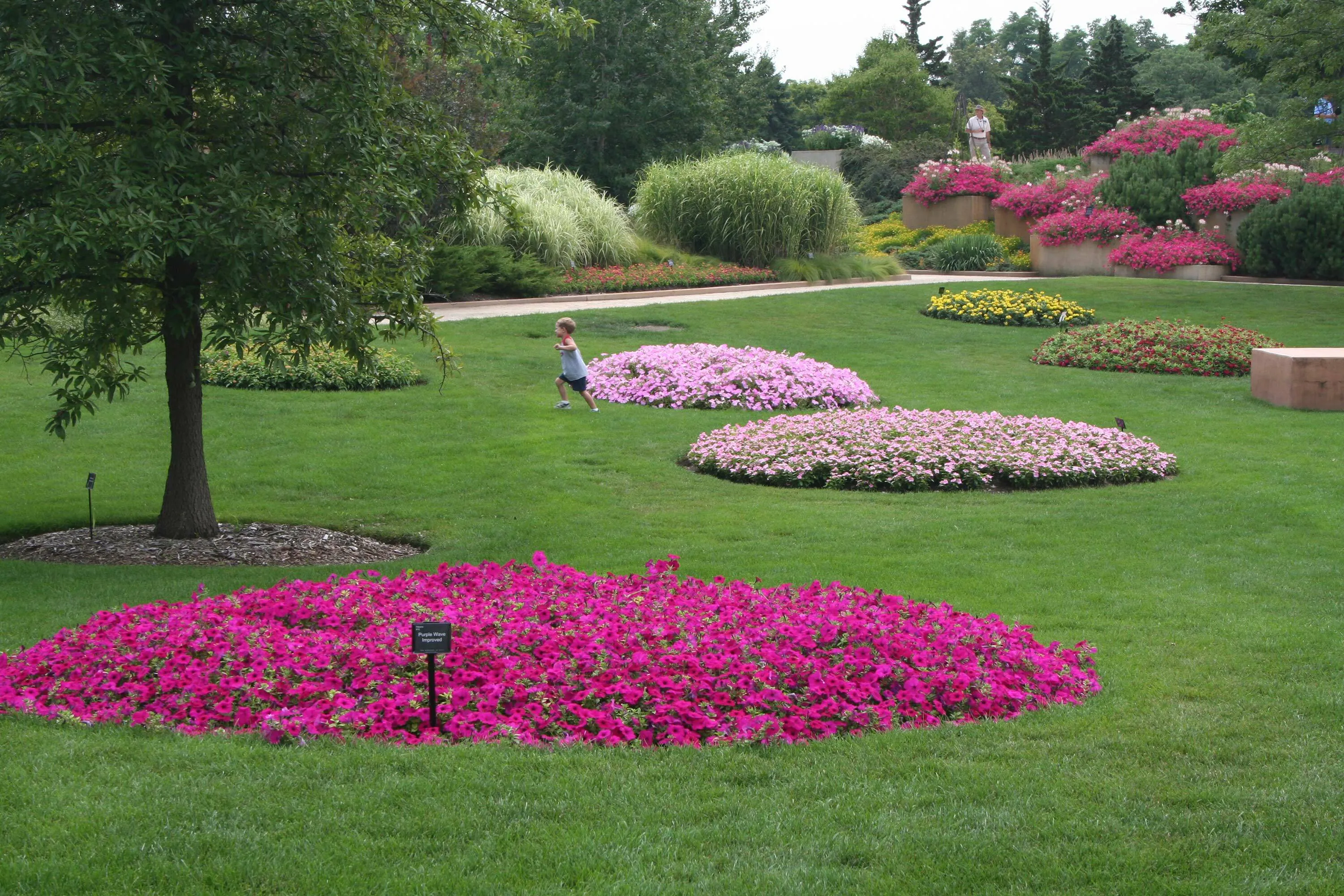 8 grass polkadot flowers ball seed hoerrschaudt