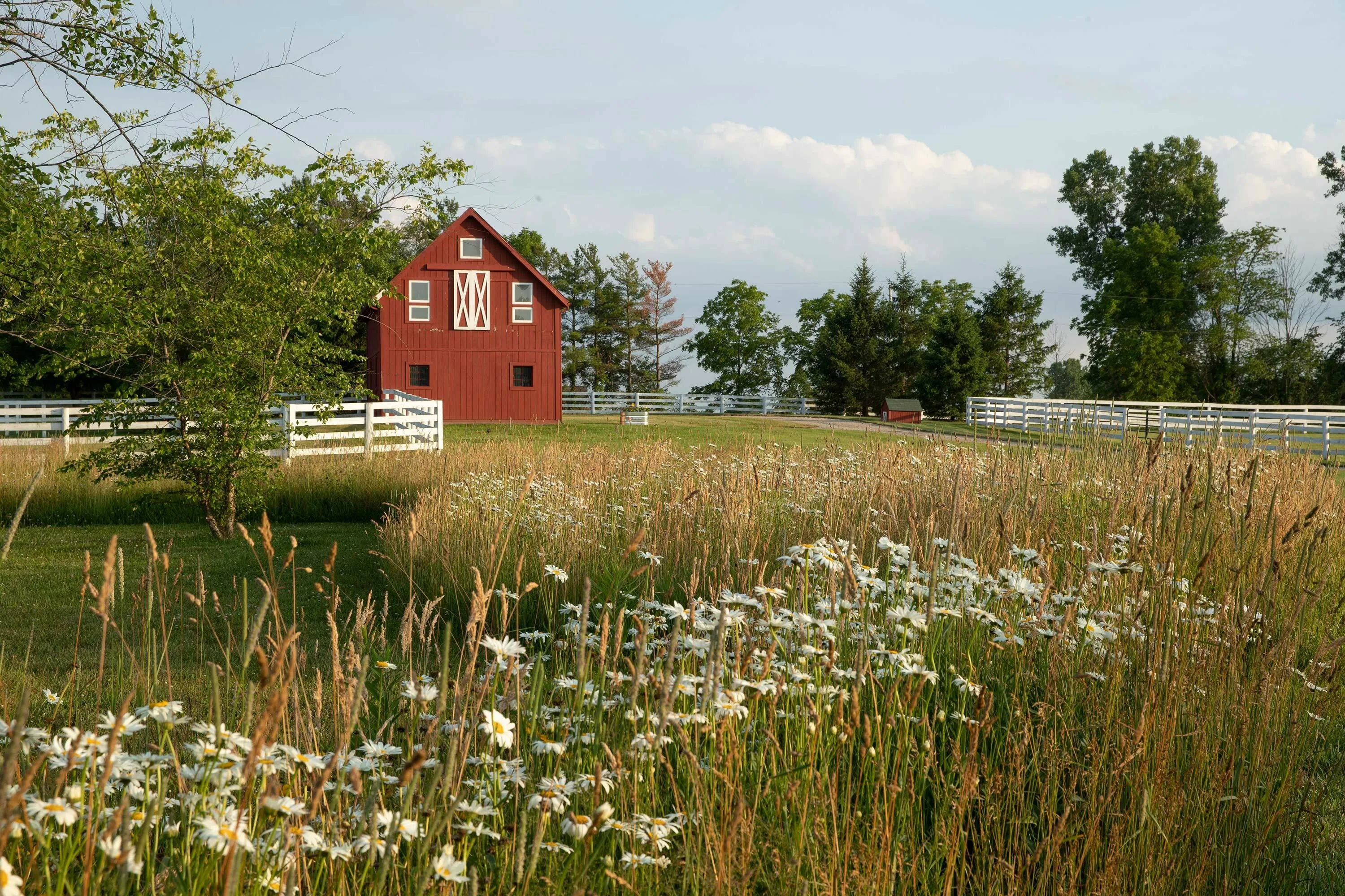 8 redbarnfieldflowers hodes hoerrschaudt