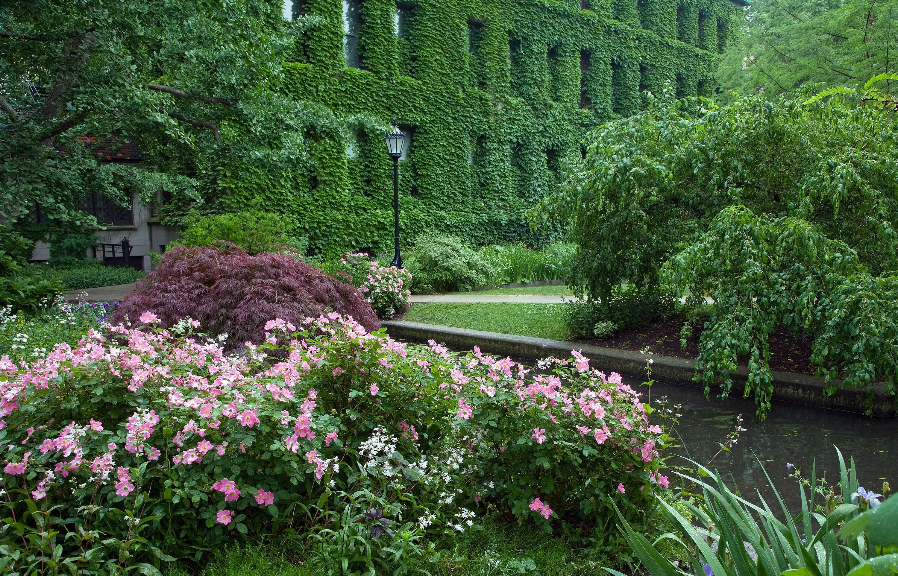 4 B living wall ivy university of chicago hoerrschaudt