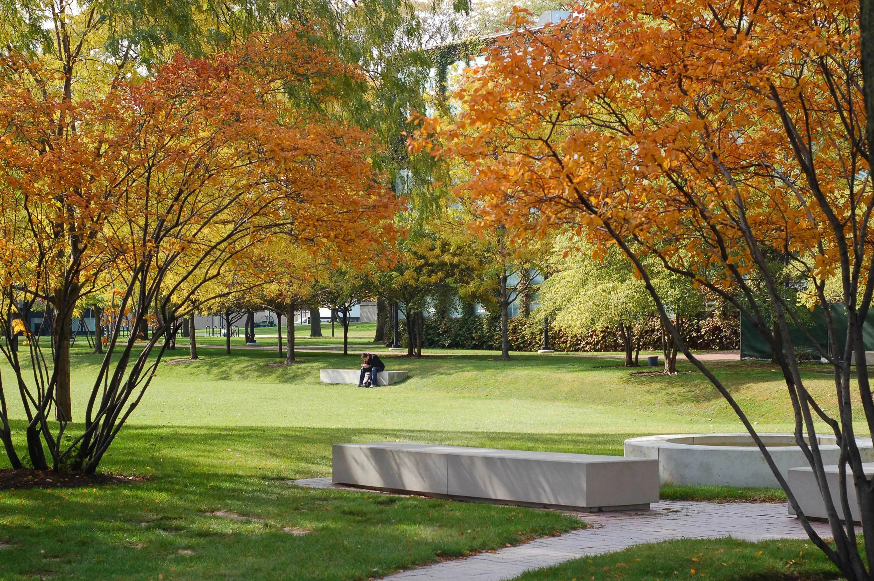 4 fall trees orange IIT hoerrschaudt