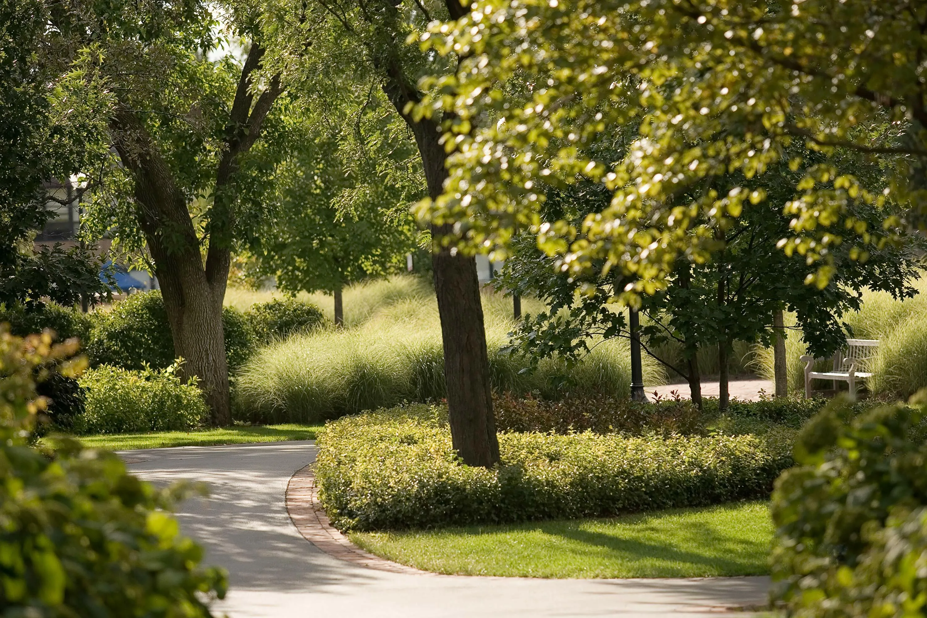 6 A shaded trees path north park university hoerrschaudt