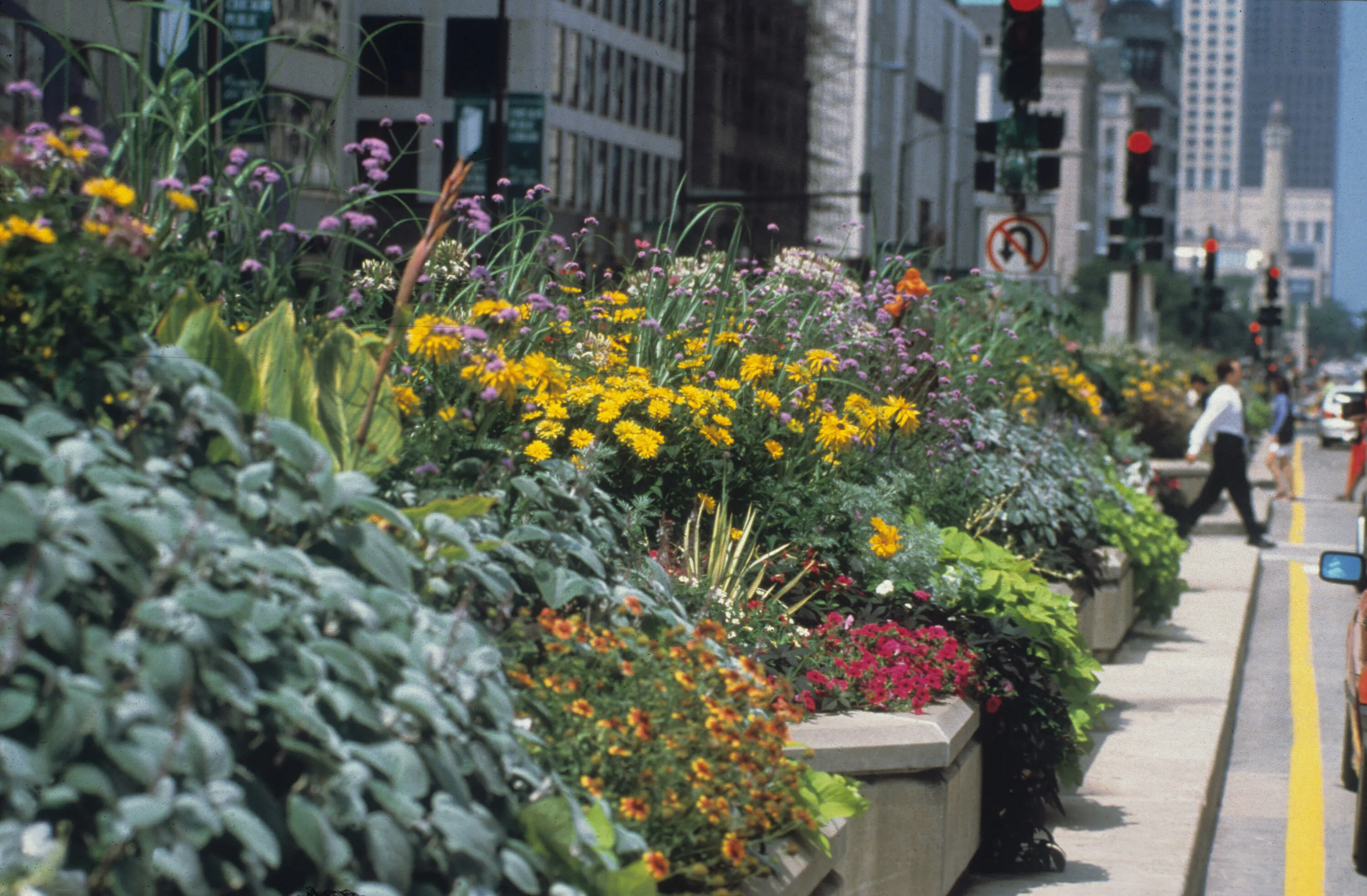 6 perspective flowers person michigan ave hoerrschaudt