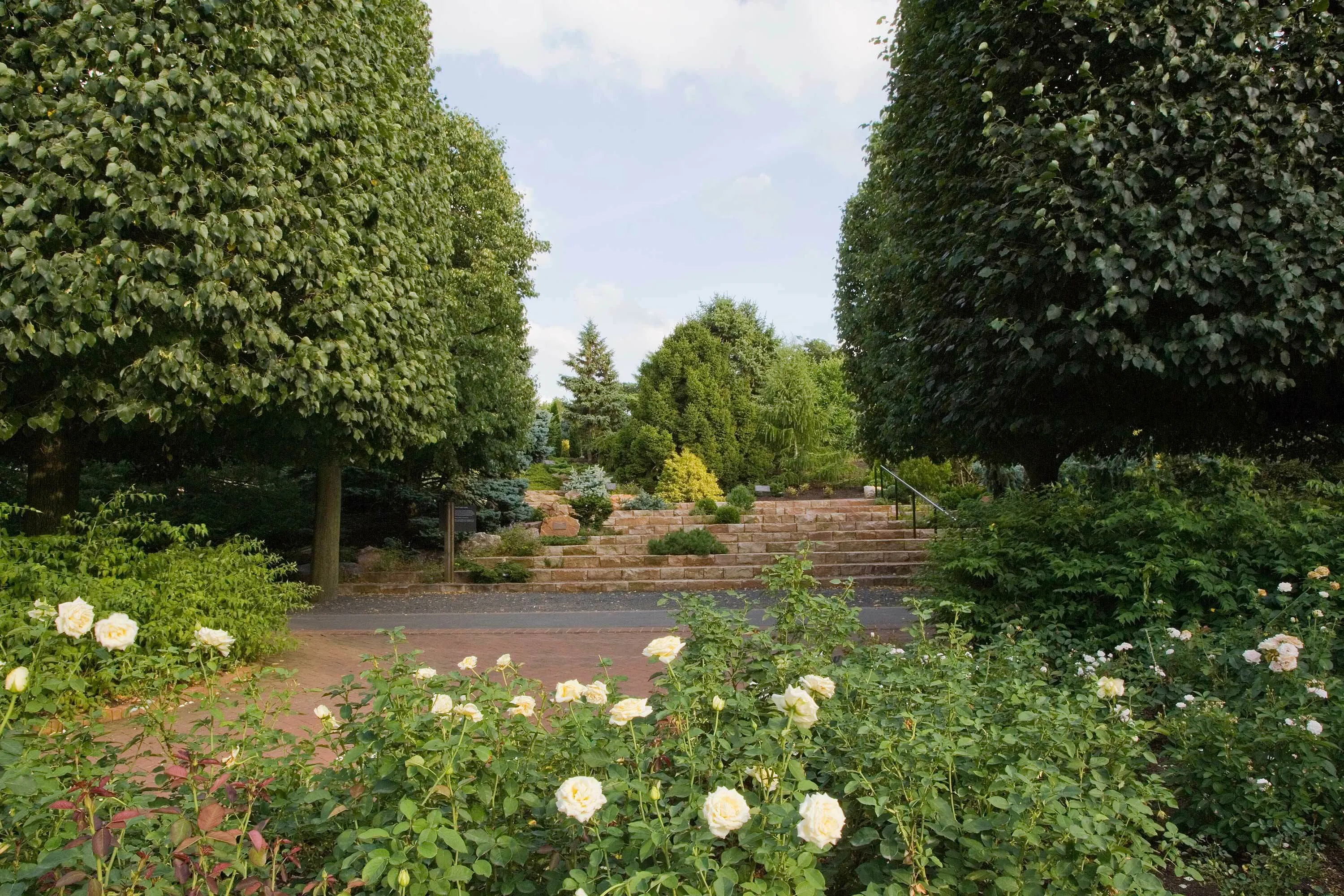 7 white flowers path blue sky chicago botanic garden dwarf conifer garden hoerrschaudt