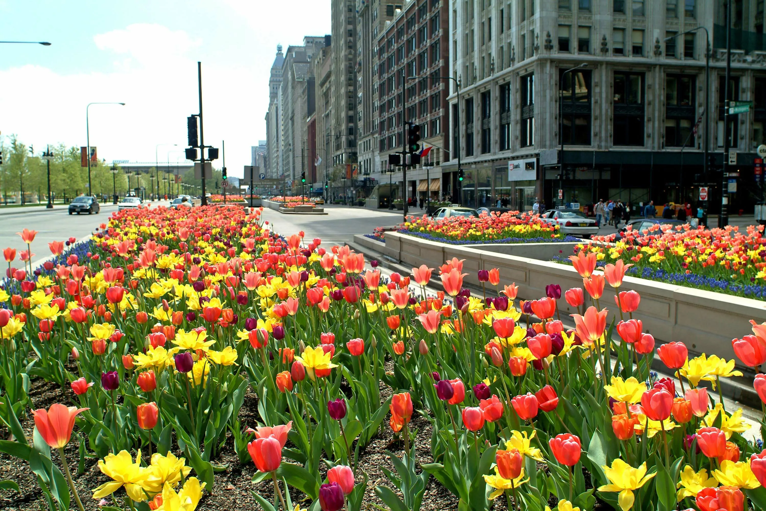 9 tulips medians michigan ave hoerrschaudt