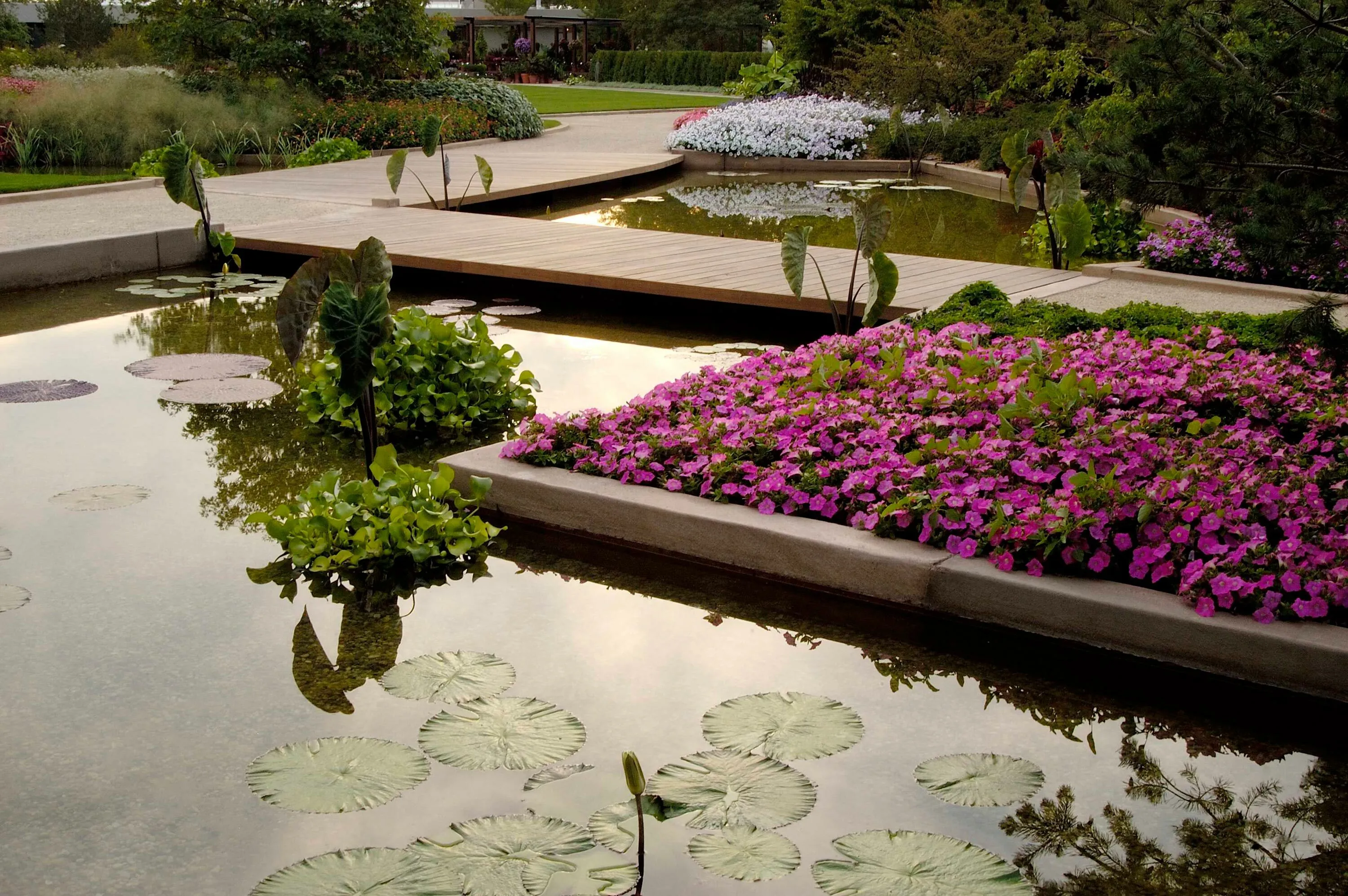 1 lillypad pond pink flowers ball seed hoerrschaudt