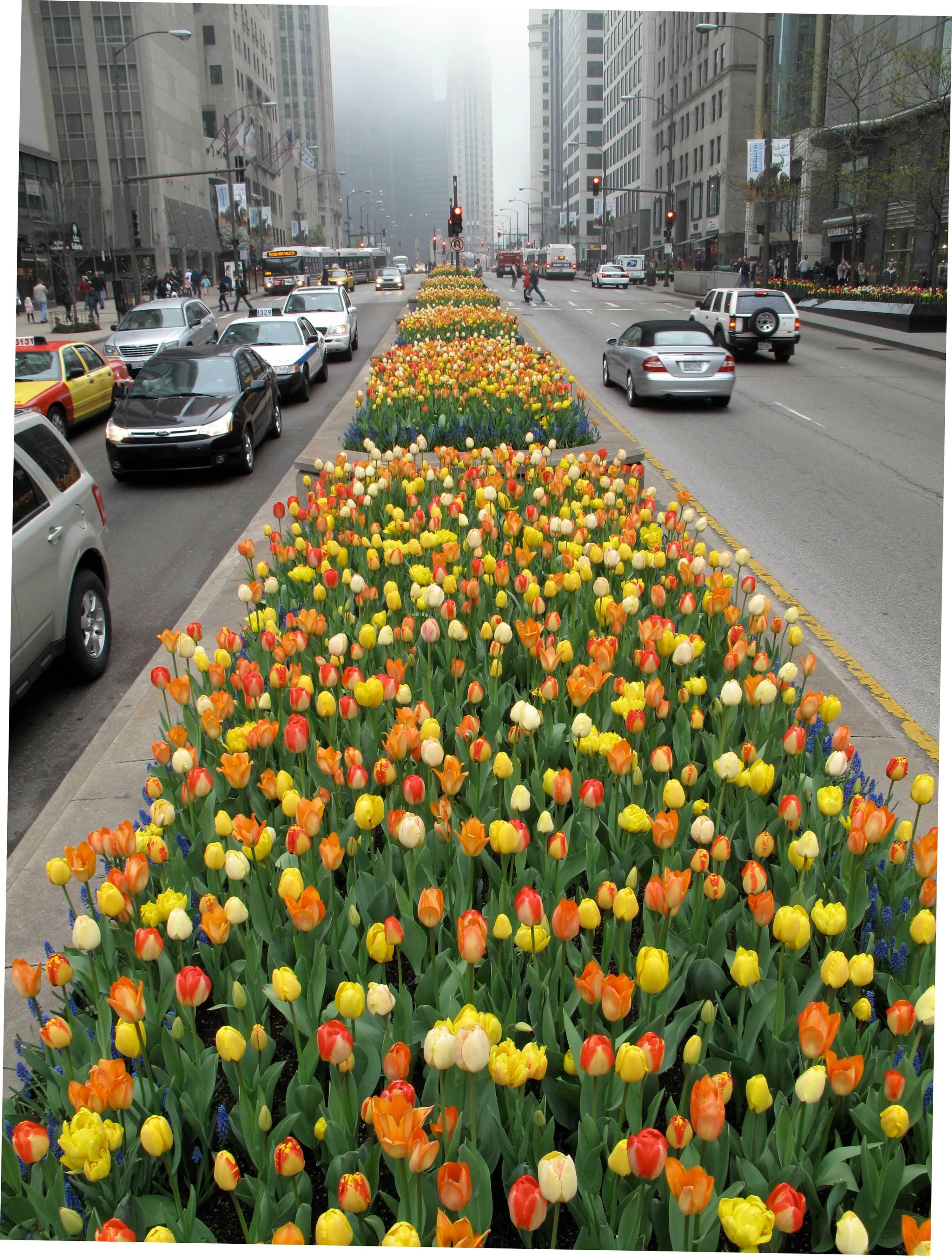 2 B after median tulips michigan ave hoerrschaudt